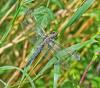Orthetrum cancellatum